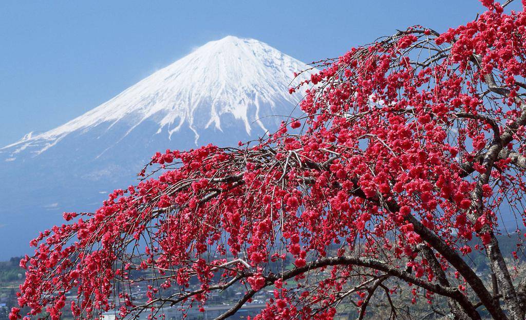 周六006日职大阪樱花vs东京绿茵赛事前瞻