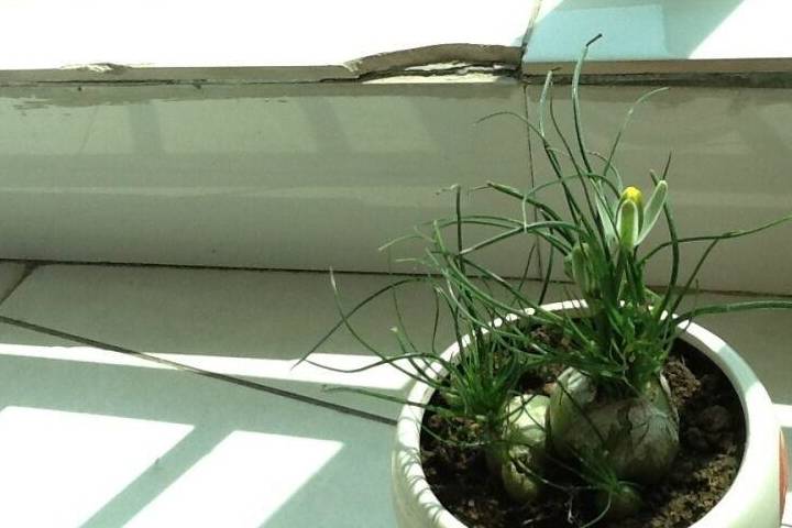 原创仙农村人都叫仙鞭草看起来很丑长出来的叶子十分漂亮