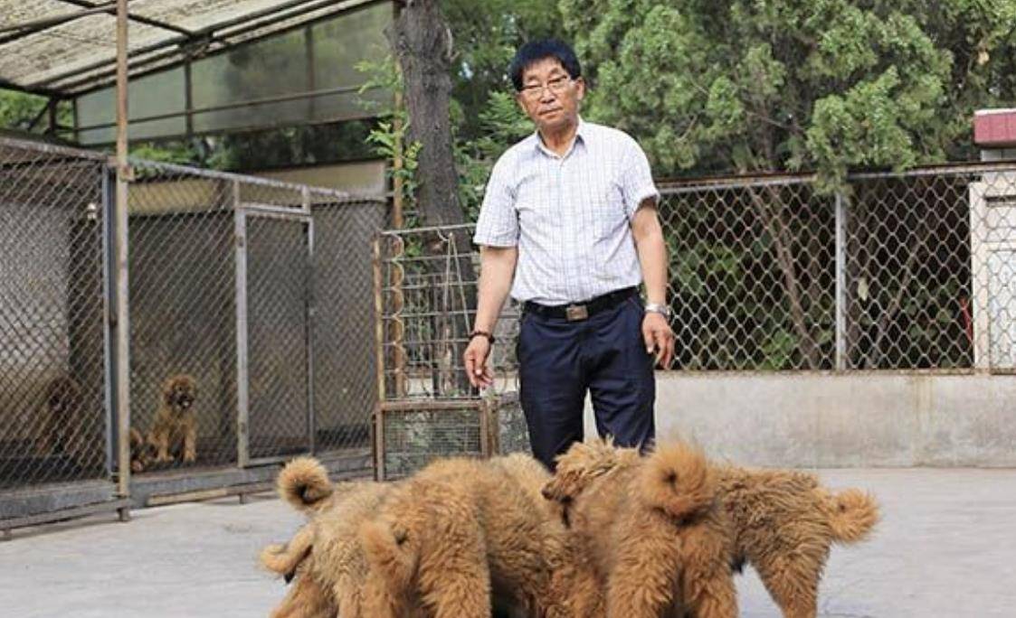 原创藏獒泡沫是怎么破灭的巅峰时一条就能换北京2套房