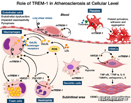 髓细胞触发受体1trem1