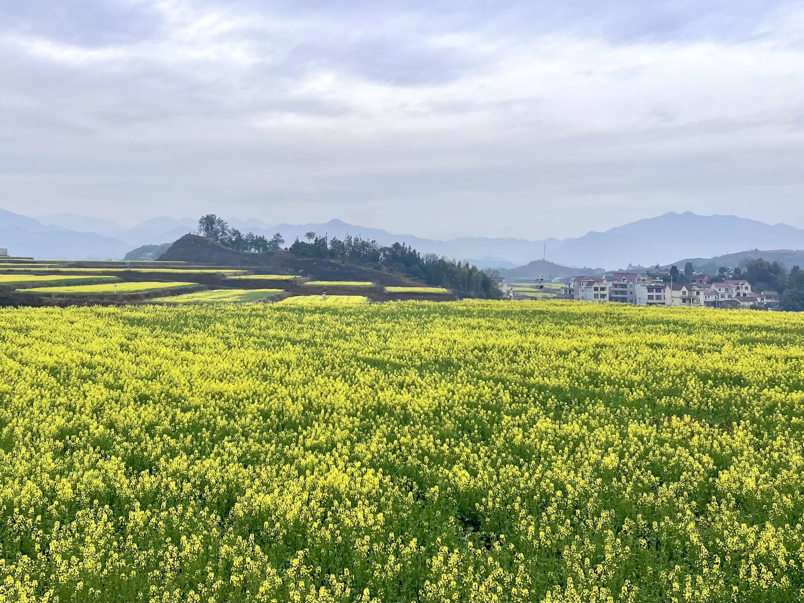 香溪镇千亩油菜将迎盛花期_土地_项目_乡村