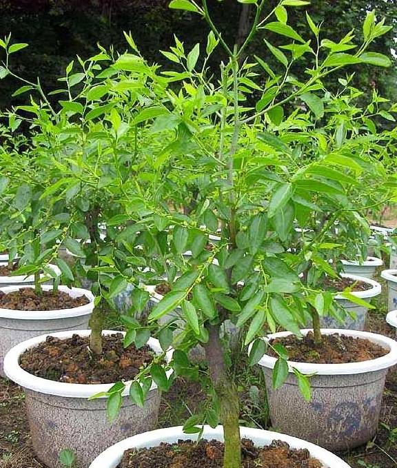 最重要的是在盆栽里种植枣树的话还不会占用到太多的地方,这样一来