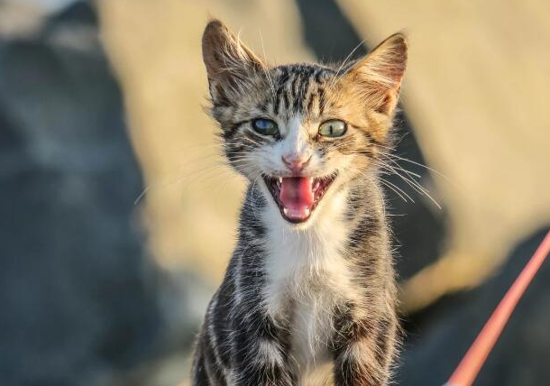 原创不同情景下猫咪的叫声能够代表不同的意思你都知道吗