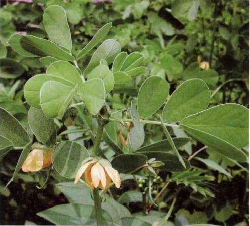 常用中药知识学习决明子