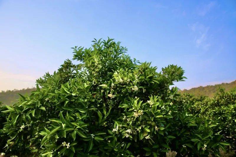 秀山_时间_海棠花