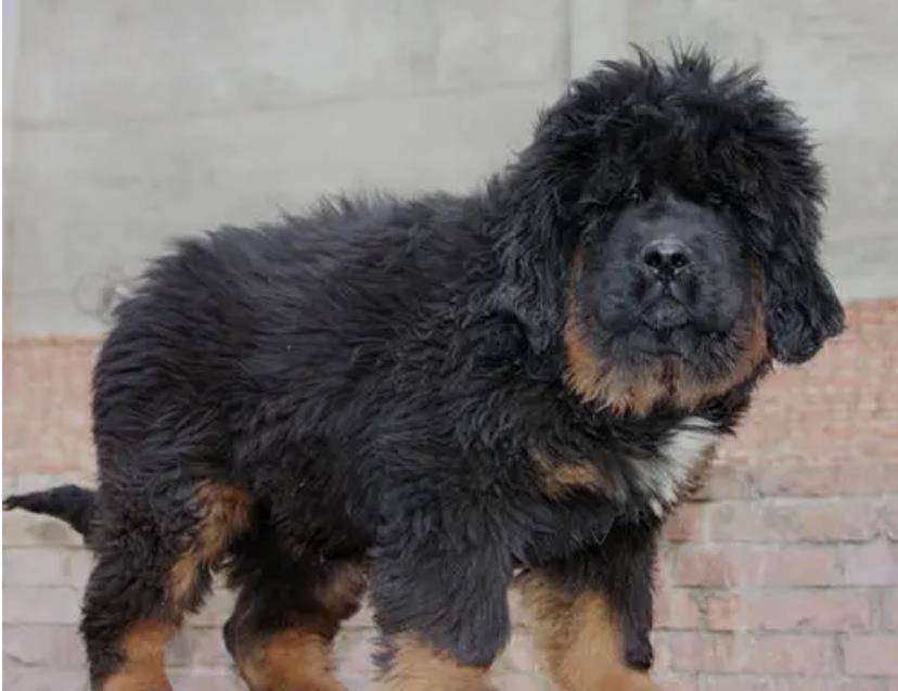 原创藏獒泡沫是怎么破灭的巅峰时一条就能换北京2套房