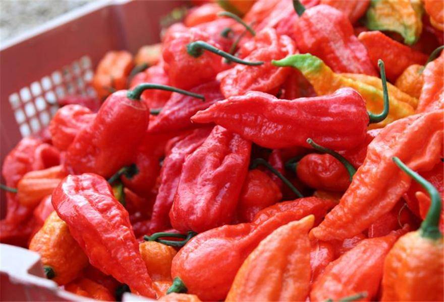 原创我国最能吃辣的4个省份谁才是吃辣天花板哪里的辣椒最辣呢