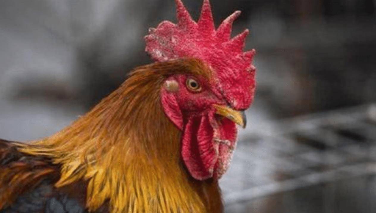 原创十年鸡头胜砒霜鸡冠越老越有毒是何意思鸡头还能吃吗