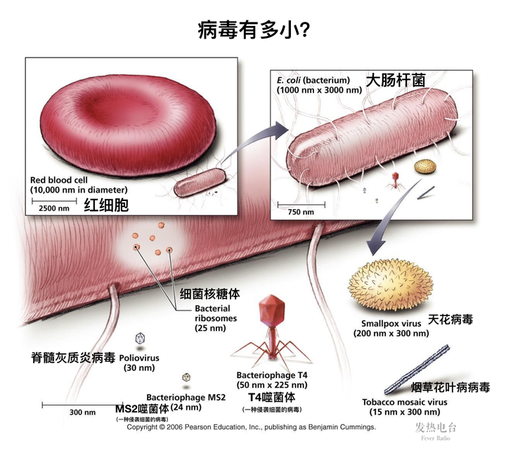 新冠肺炎病原体图片