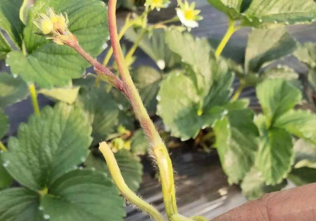 造成旺长的一个因素,因此要将行内多余的侧芽匍匐茎及老病残叶摘除