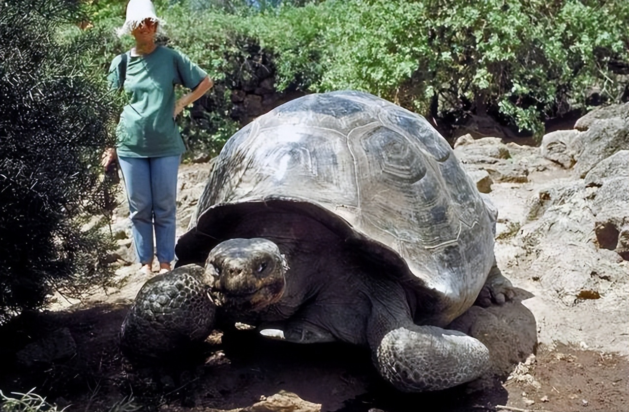 原创地球上最长寿的4种动物寿命10000岁甚至不死永生真的存在吗