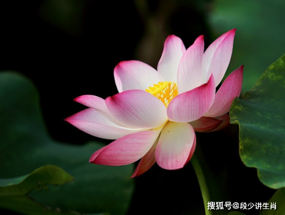 明天开始,鸿运当头,4属相财源广进,事业顺利,生活蒸蒸日上_财富_感情