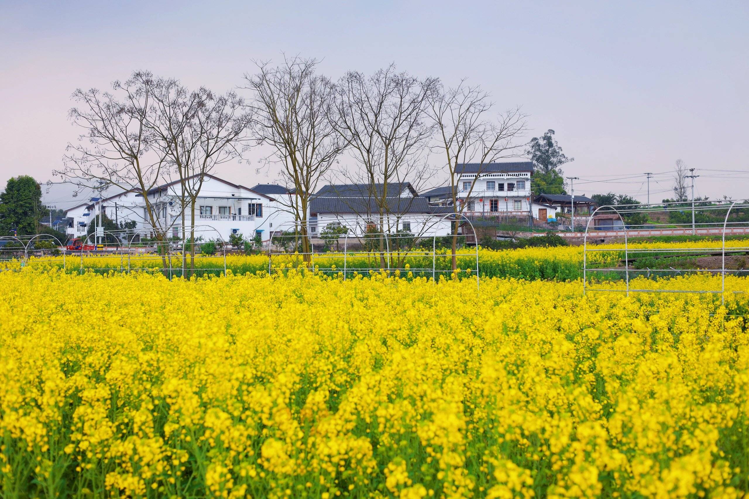 地址导航"江家坪七彩田园",好停车没有停车费,均免费参观不需要门票.