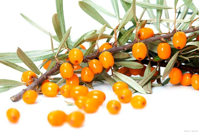 沙棘_原浆_小白