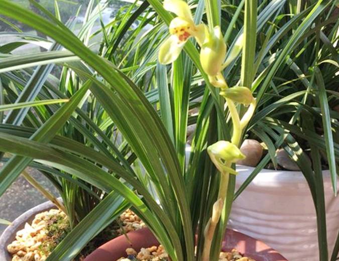 春天养"兰花",1种"溶液"用一用,60天嗖嗖长新芽,长势特旺_花友_芒果皮