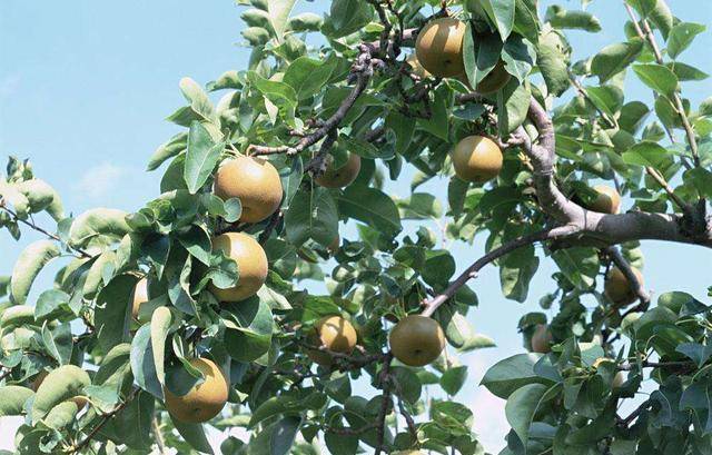 专家:如今已无指导意义_宅院_古人_松树