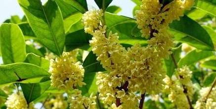 原创养盆栽桂花盆里垫一层它新芽冒的多开花多茂盛芳香