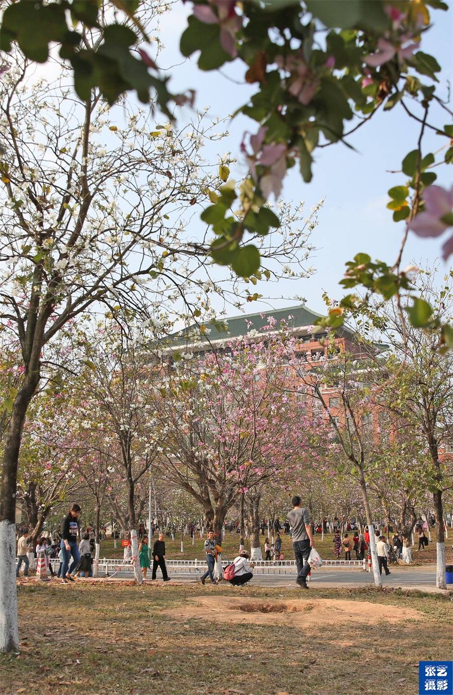 华农大校内春意浓,百花争相斗艳,只需提前预约就可前往赏花_校园_紫荆