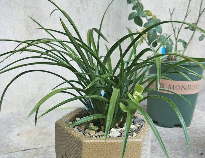 原创这种营养肥富含有机质兰花最爱吃了喂一喂长势控不住