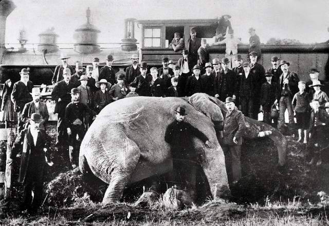 原创100年前一大象被法院判绞刑起重机吊了30分钟这是为何