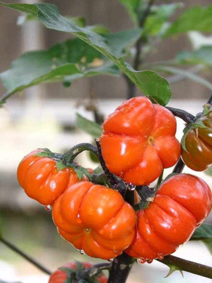 番茄_珍珠_品种