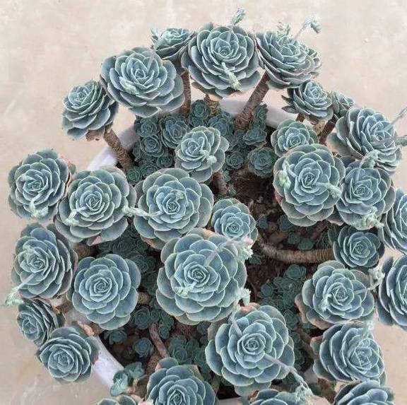 原创大神私藏10年的多肉老桩枝干长得手腕粗谁看谁心动