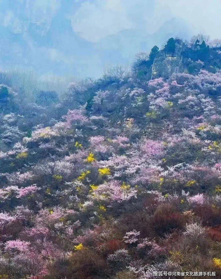 连翘 槐花轿顶山自驾踏青季关山景区盘古河猴山区域打造的"繁花谷"