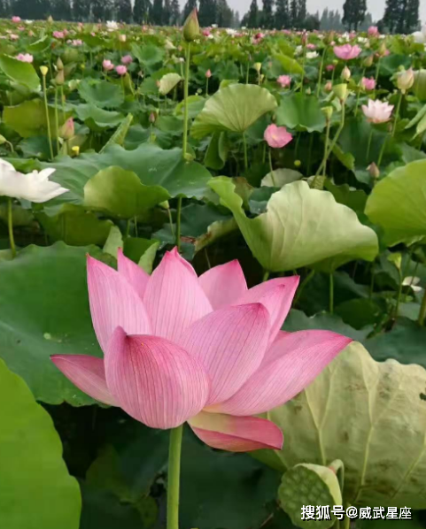 原創3月下旬福星高照4屬相運勢轉旺事業進步生活蒸蒸日上