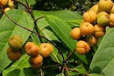 有一味大名鼎鼎有剧毒的泻药,但李时珍用它止泻_巴豆_中药材_种子