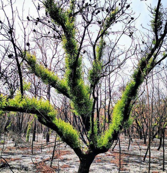 原创大火之后的澳大利亚植被悄然复苏然而另一场悲剧却偷偷降临