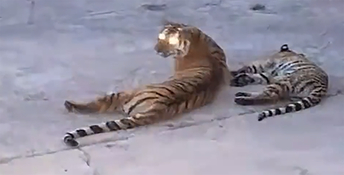 原创延边4只东北虎下山游荡听到警报声也不慌在村民家门口嬉戏