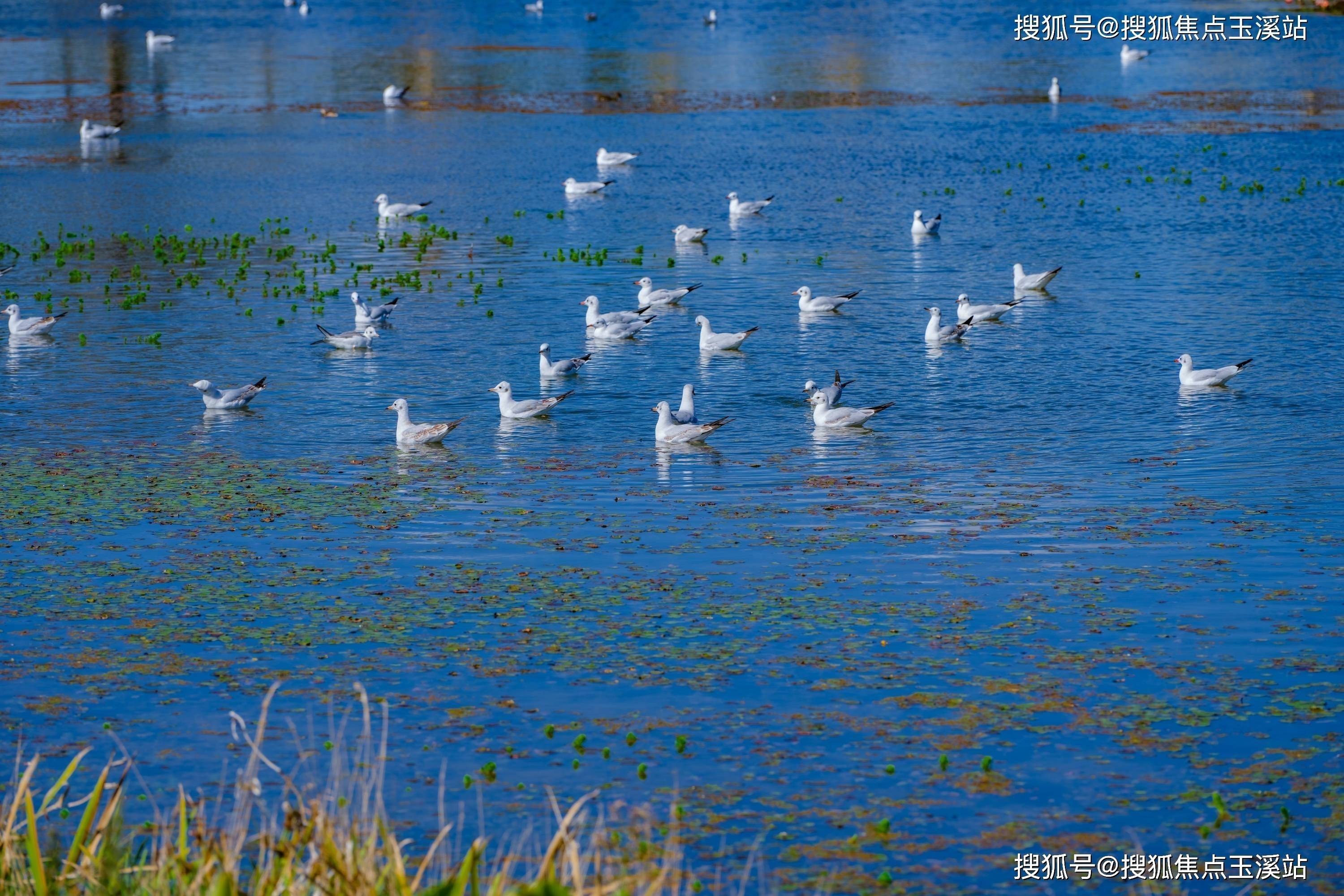 优点缺点分析(靠谱回答!)_项目_湿地_公园