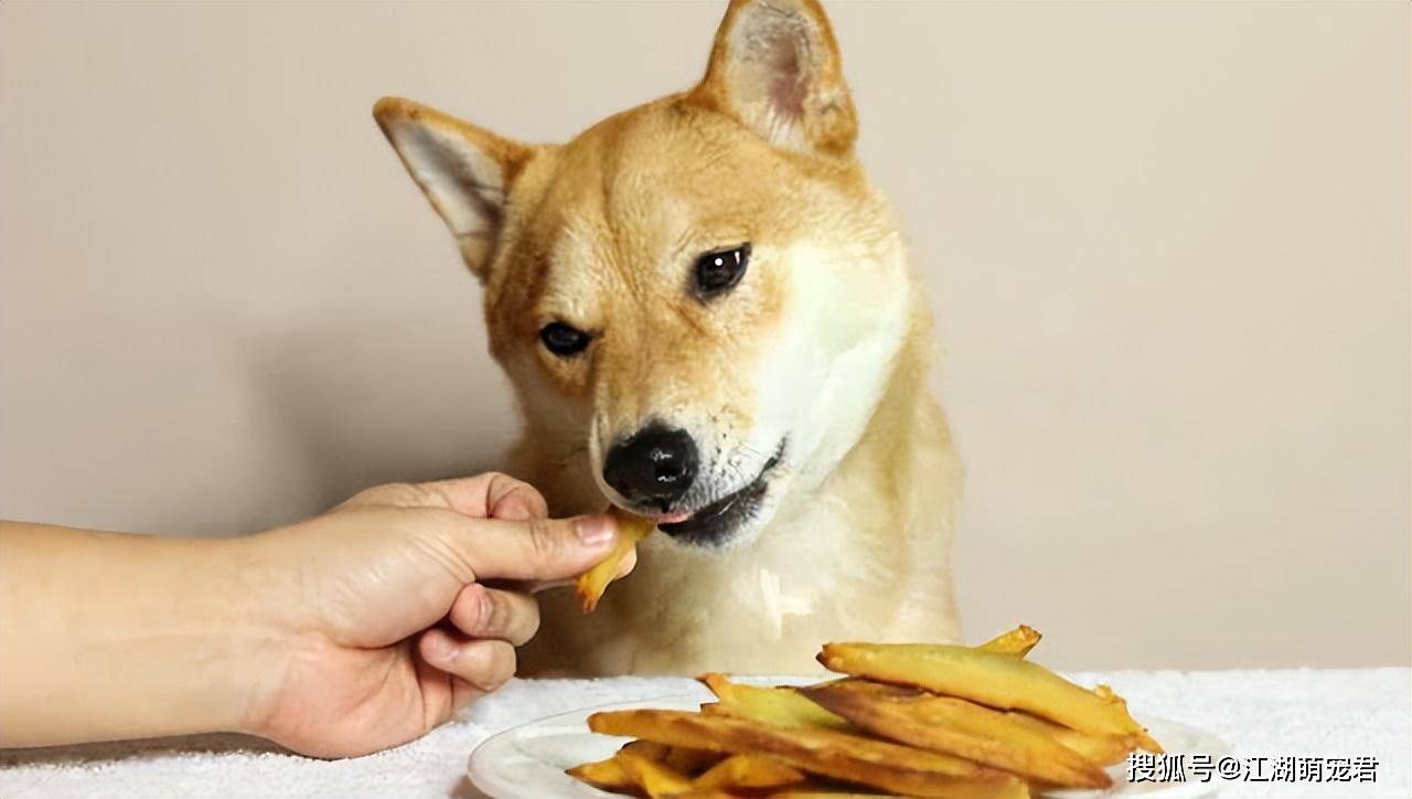 原创柴犬有这8种表现说明它是只好狗不是忽悠你的