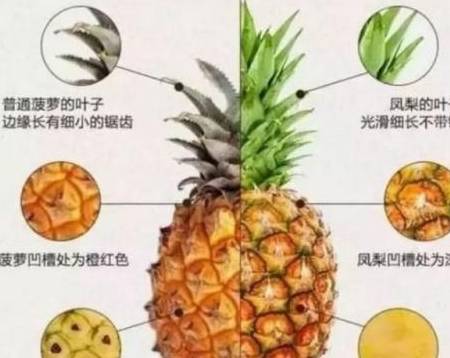 现在才知道凤梨应该这么切,切了三十多年凤梨,全都切错了_菠萝_处理