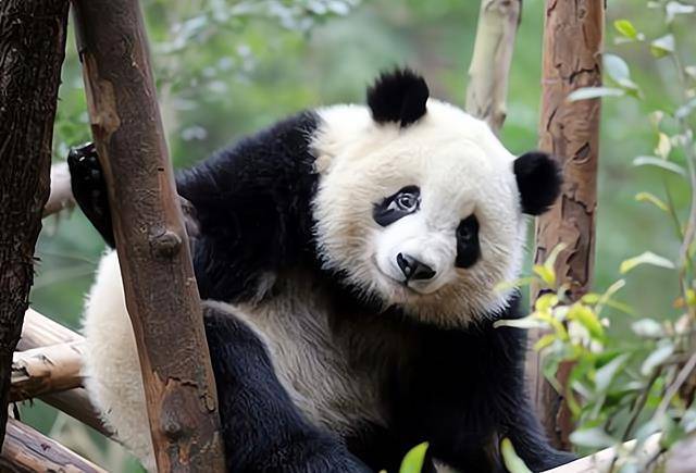 原创因自家羊被咬死怒杀大熊猫卖79斤肉的云南村民最后怎样了