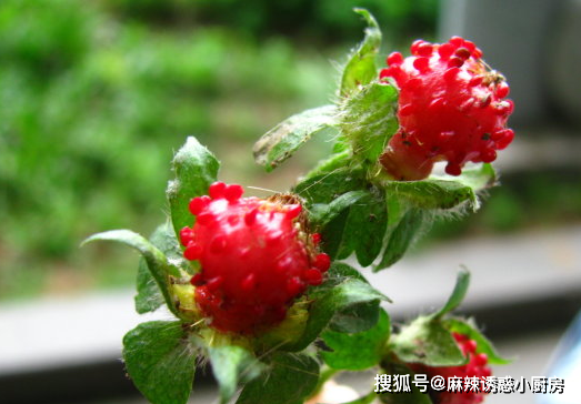 农村野生"红果子",毒蛇最爱舔,能弄晕一头牛,小时候都不敢吃