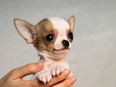 想要养吉娃娃的朋友需要了解这3个方面会让你的狗狗更健康