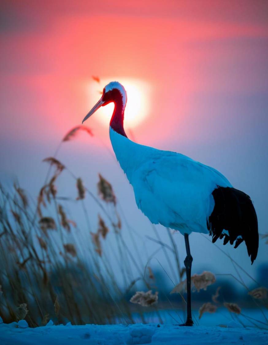 原创中国首位训鹤姑娘徐秀娟攻克世界性难题23岁为鹤仙逝