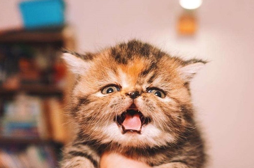 猫咪作为宠物越来越受欢迎,这是好事还是坏事……_救助_因为_一种潮流