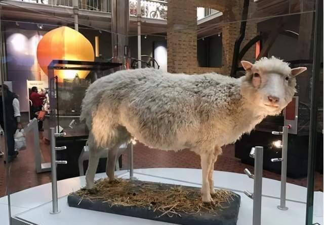 原创为何现在很少提克隆技术看看克隆羊多莉的一生或许你会明白