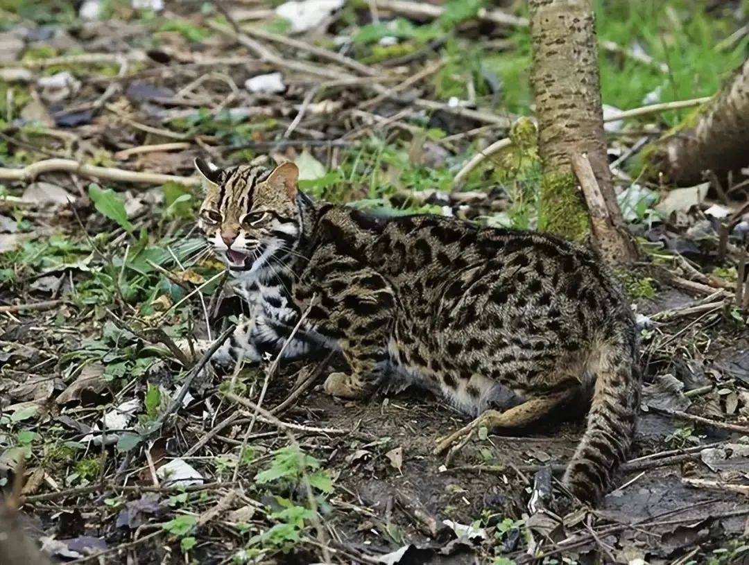 25万只每年被猎杀?