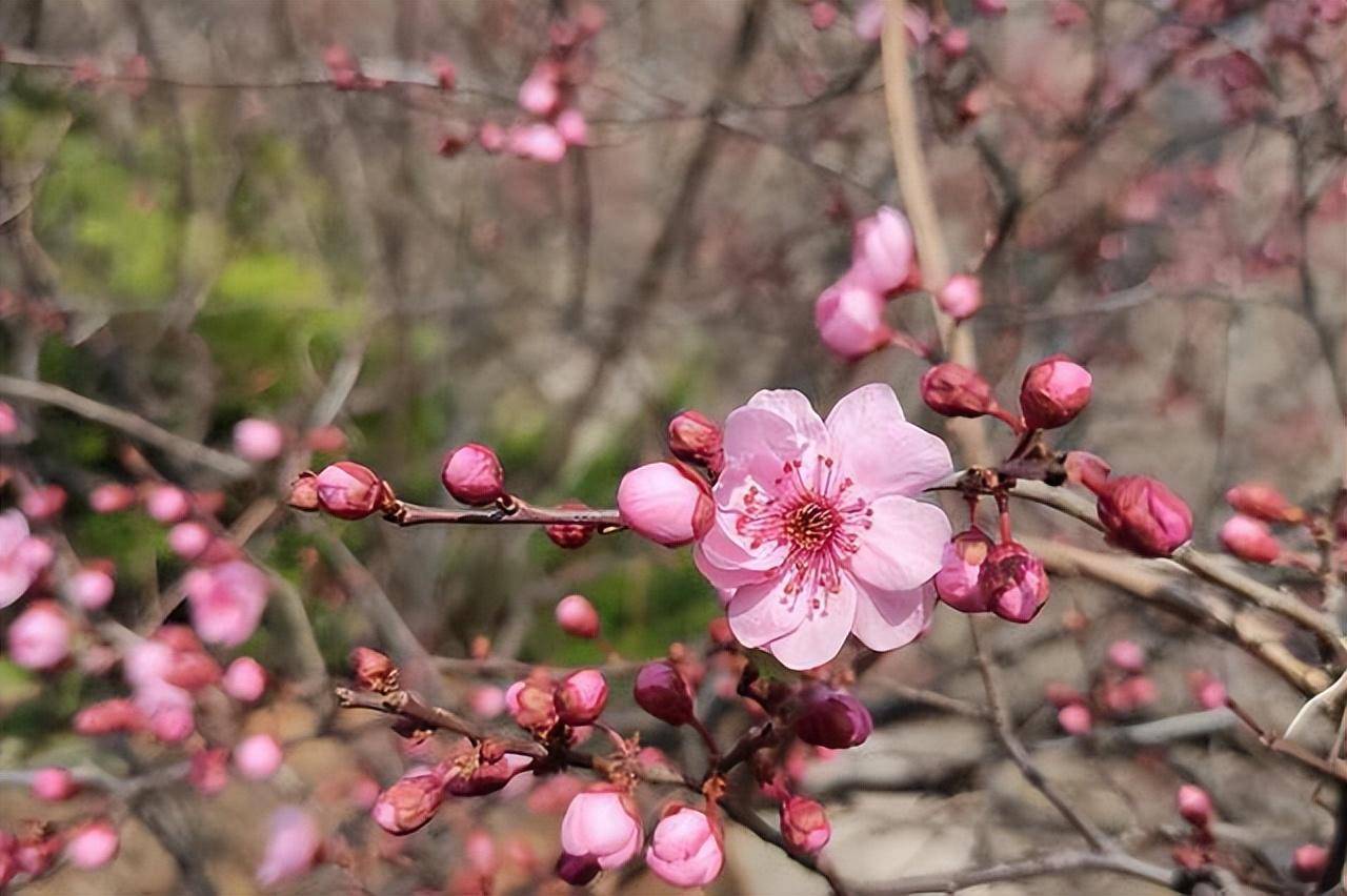 最美的"二月二"诗词,陌上鹅黄初染柳,不禁烟雨袅轻寒_元代_风流_芳草