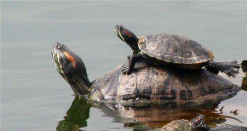 原创古人打完井后为何要扔两只乌龟下水井古人的智慧不得不佩服