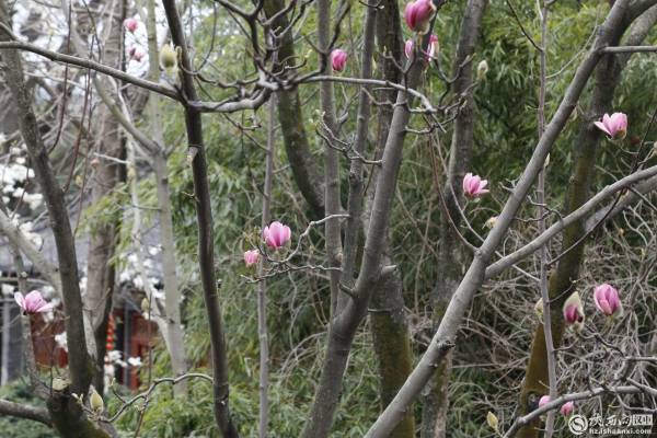 随着气温逐渐升高,汉中市博物馆内鲜花盛开,树木吐绿,春意盎然,吸引了