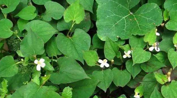 这蔬菜比香菜还难吃,却是南方人的最爱,一天3顿饭,顿顿都要吃_鱼腥草