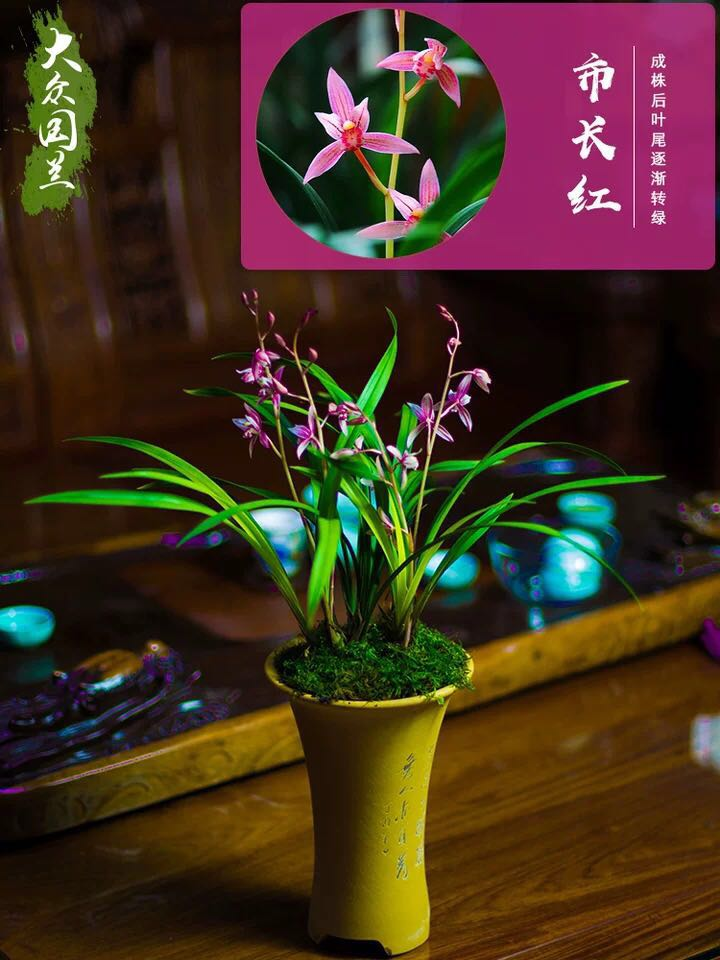 市长红属于四季兰,国兰里独一无二的开花是非常勤快的,一年能开花3~6