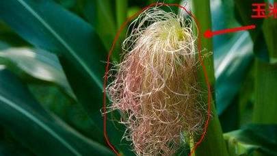 一根玉米须二两金,吃玉米别扔玉米须,这样吃有奇效,十万收藏_功效