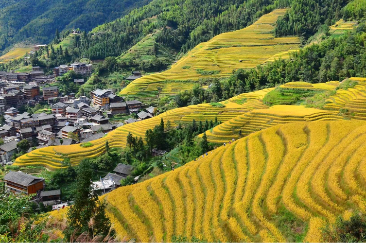 龙脊梯田简介景区图片