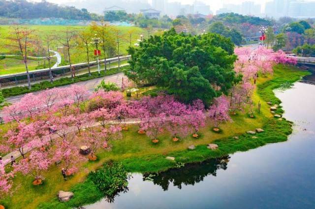 春意浓 到广州黄埔赏花踏青_公园_城市_乡村
