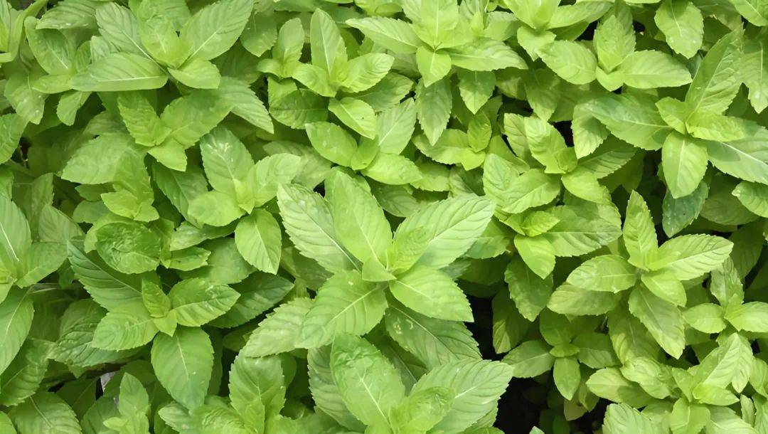 绿色植物_栀子花_功效